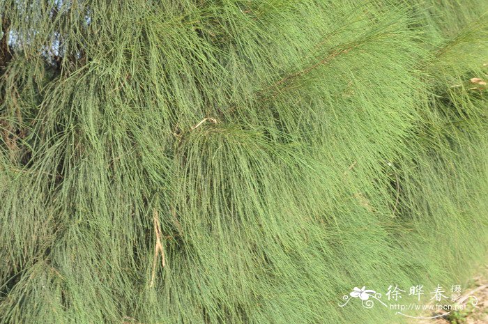 千头木麻黄Casuarina nana