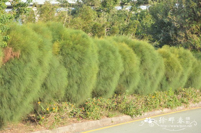 千头木麻黄Casuarina nana