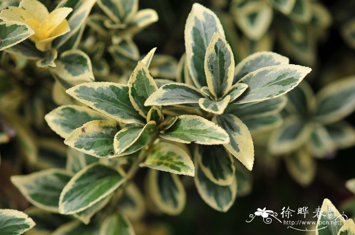 金边正木Euonymus japonicus var. aurea-marginatus