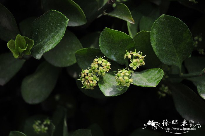 正木Euonymus japonicus