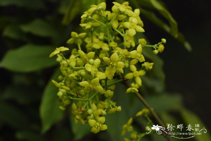 大果卫矛Euonymus myrianthus