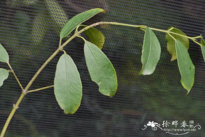 大果卫矛Euonymus myrianthus