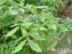 矮卫矛Euonymus nanus