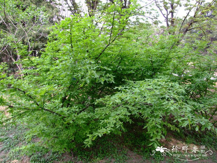 矮卫矛Euonymus nanus