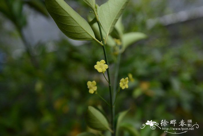 中华卫矛Euonymus nitidus