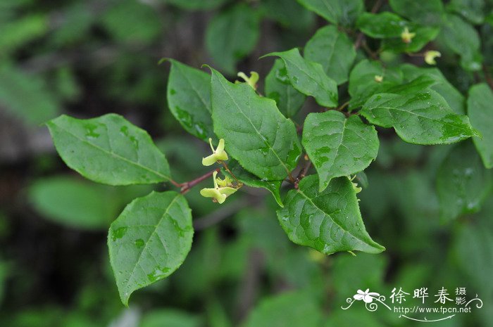 陕西卫矛Euonymus schensianus