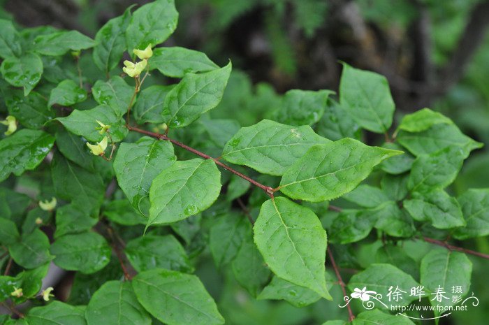 陕西卫矛Euonymus schensianus