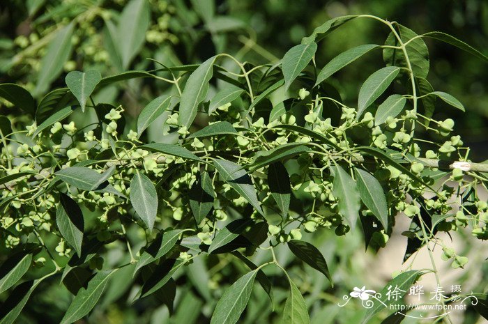 丝棉木Euonymus maackii