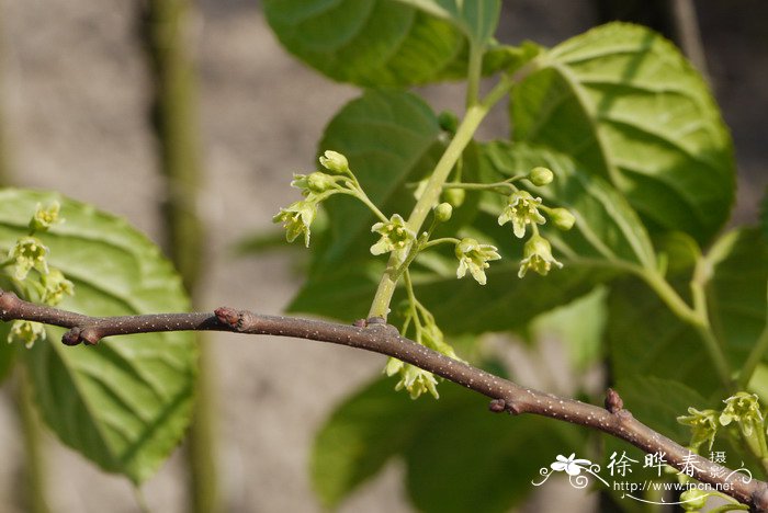 大芽南蛇藤Celastrus gemmatus