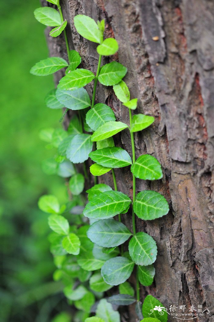 扶芳藤Euonymus fortunei