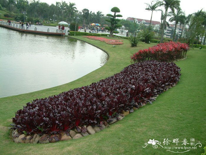 紫叶甜菜Beta vulgaris var. cicla ‘Vulkan’