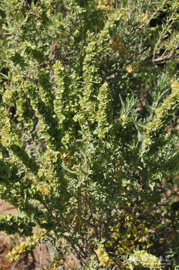 四翅滨藜Atriplex canescens