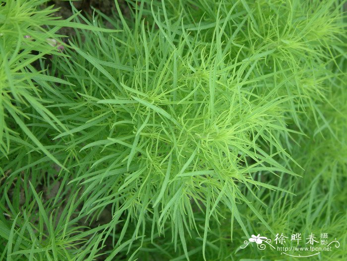 扫帚菜 Kochia scoparia f.trichophylla