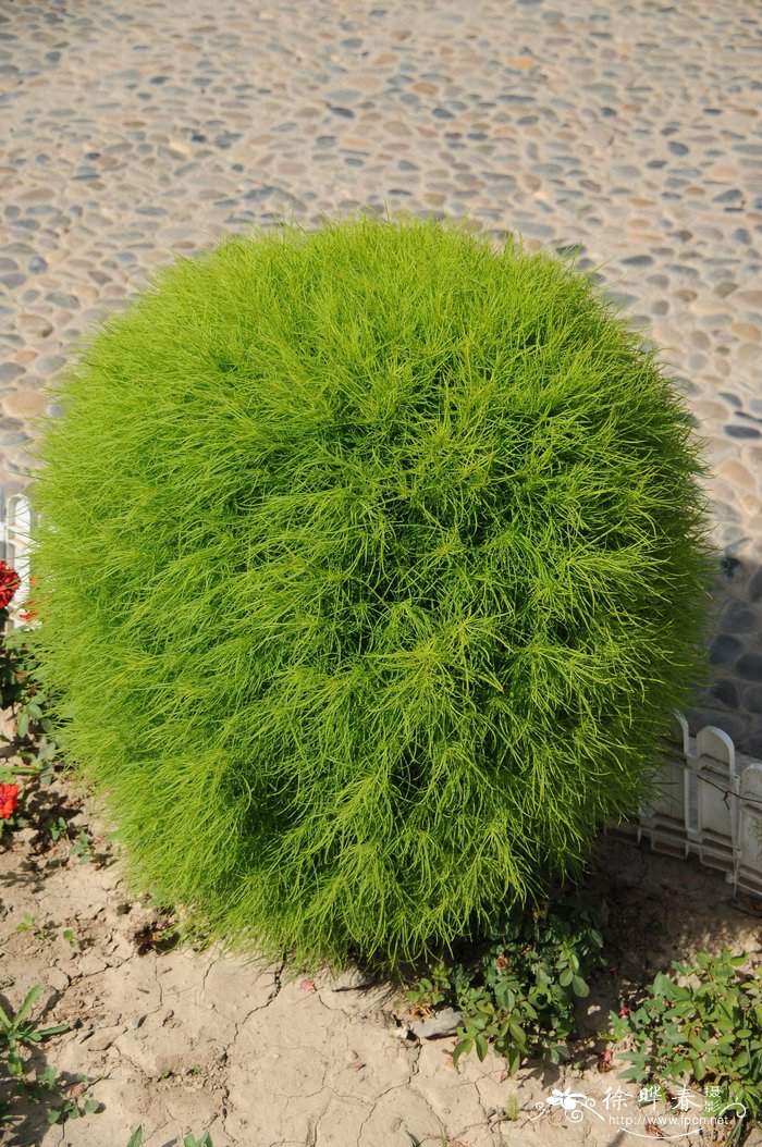 扫帚菜 Kochia scoparia f.trichophylla