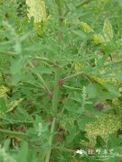 藜Chenopodium album