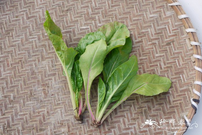 厚皮菜Beta vulgaris var. cicla