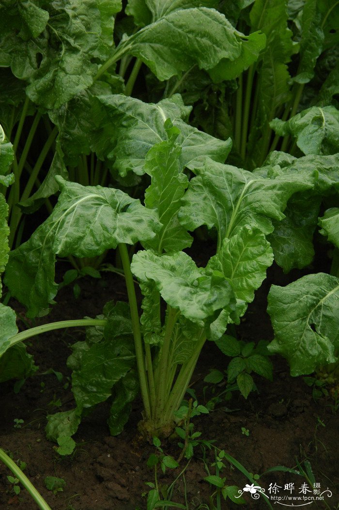 甜菜Beta vulgaris