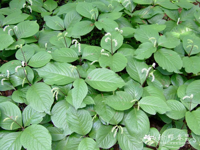 宽叶金粟兰Chloranthus henryi