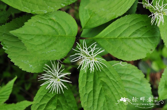 丝穗金粟兰Chloranthus fortunei