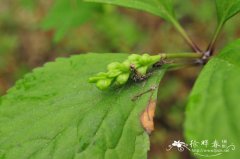 天目金粟兰Chloranthus tianmushanensis