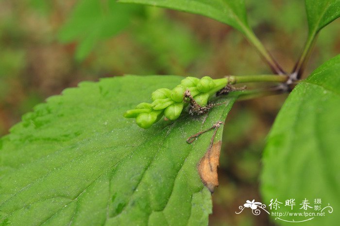 天目金粟兰Chloranthus tianmushanensis