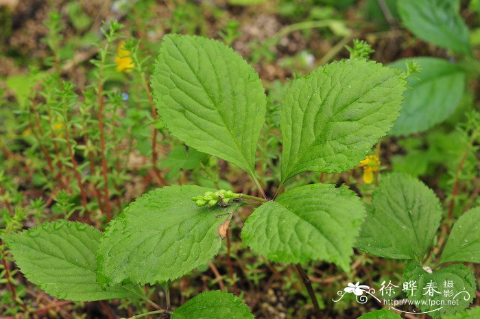 天目金粟兰Chloranthus tianmushanensis