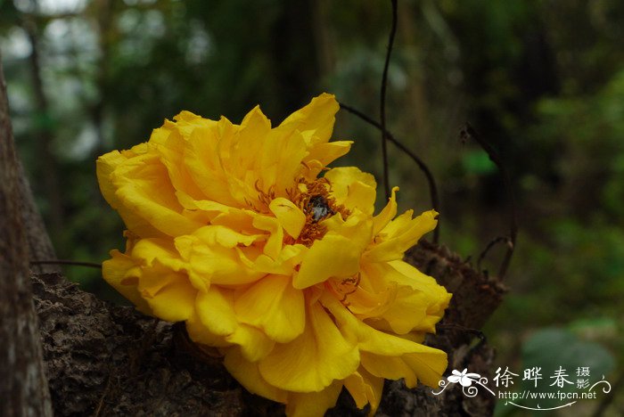 重瓣弯子木Cochlospermum vitifolium