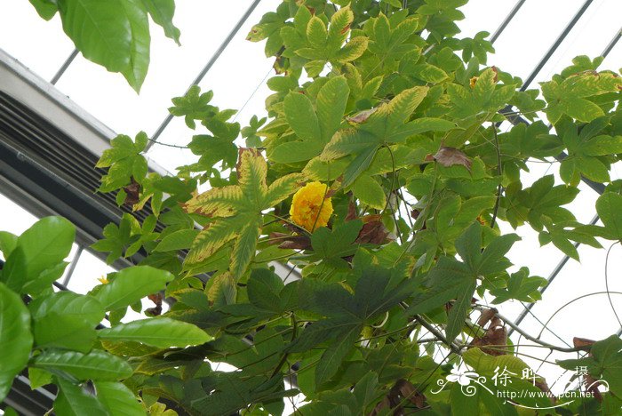 重瓣弯子木Cochlospermum vitifolium