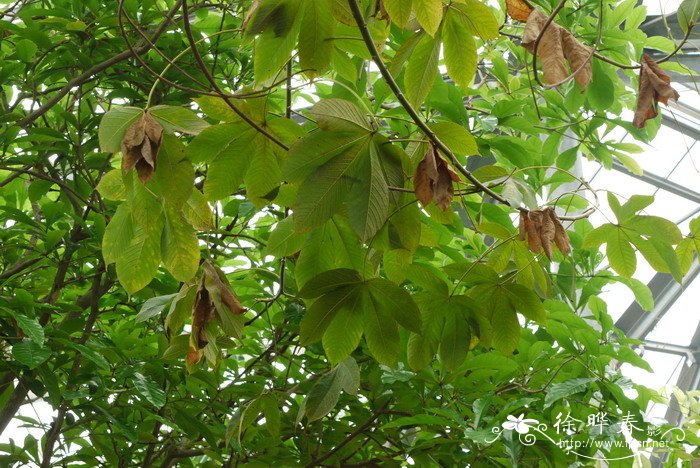 重瓣弯子木Cochlospermum vitifolium