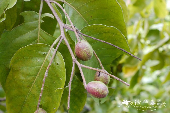 诃子Terminalia chebula