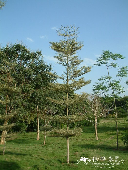 锦叶榄仁Terminalia neotaliala ‘Tricolor’