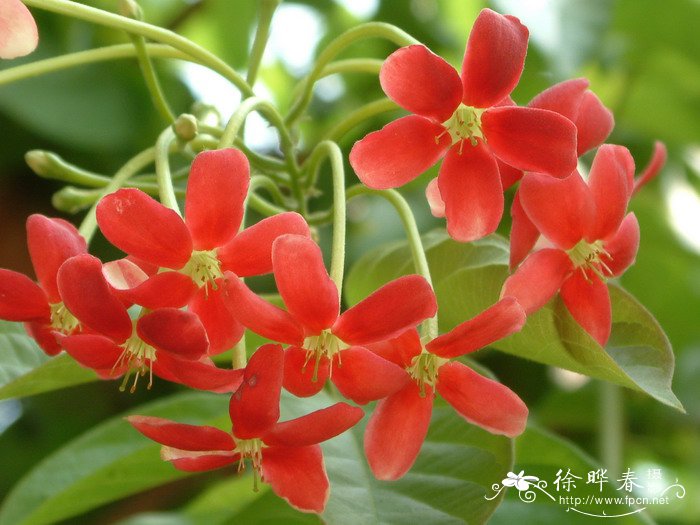 使君子quisqualis indica_花卉图片网
