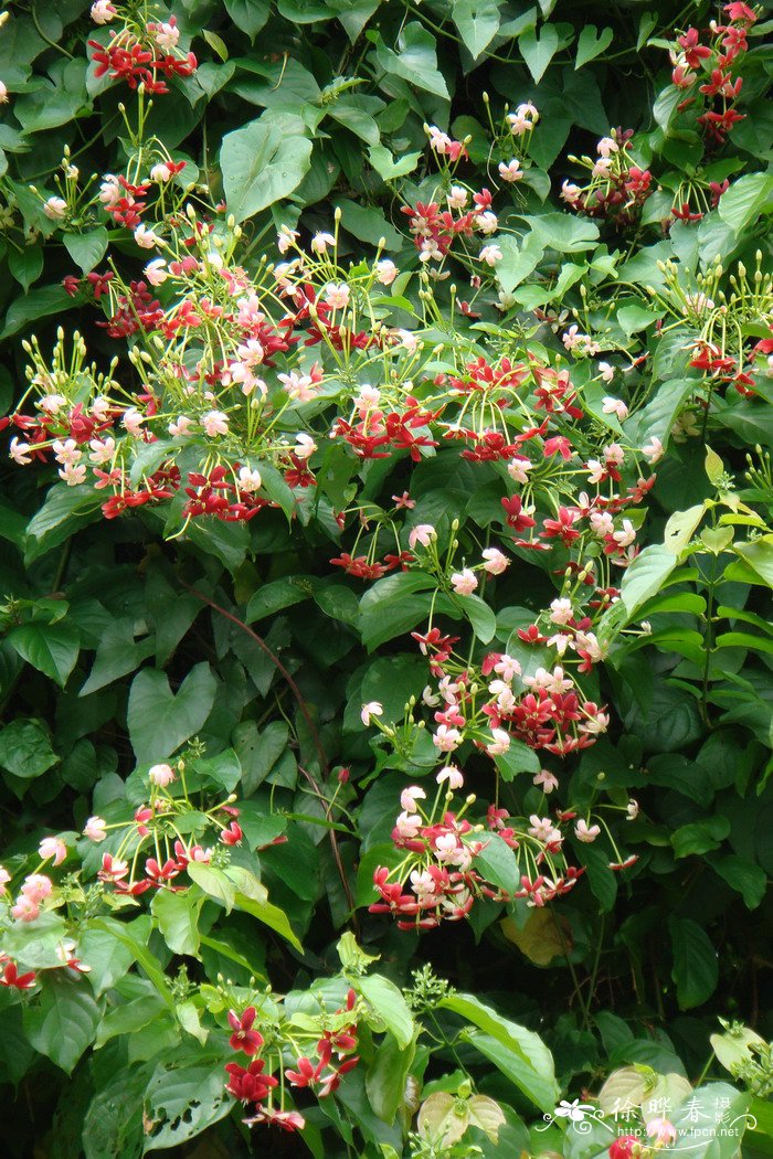 使君子quisqualisindica