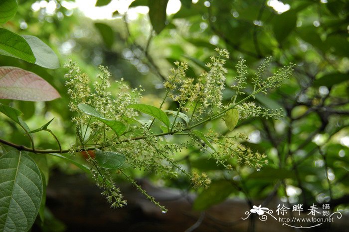 风车子Combretum alfredii