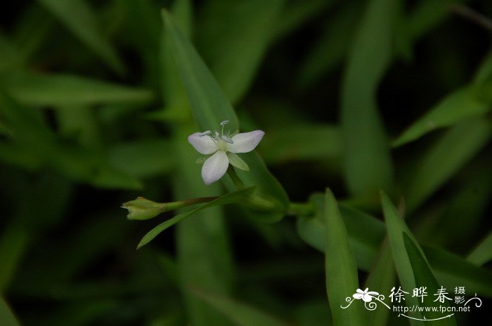 水竹叶Murdannia triquetra