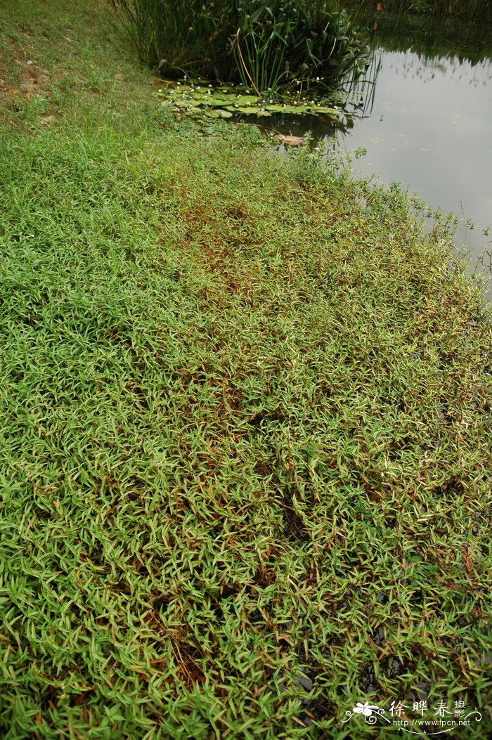水竹叶Murdannia triquetra