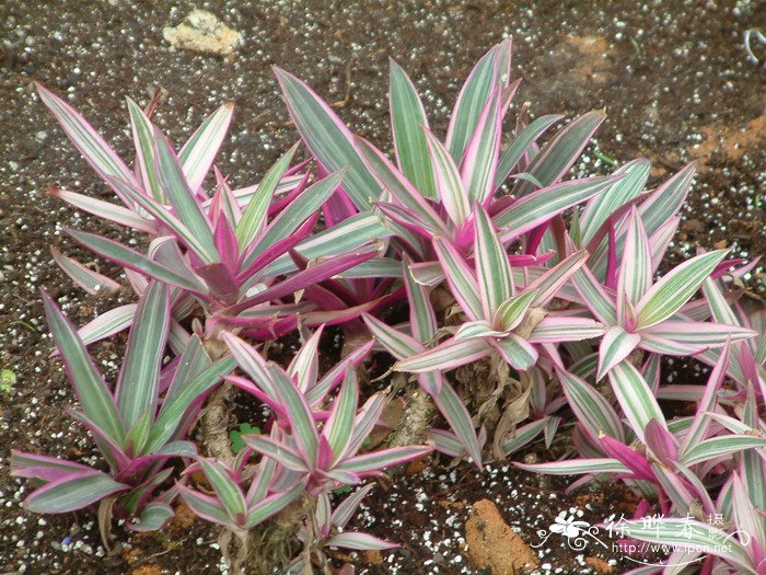 条纹小蚌花Tradescantia spathacea‘Dwarf Variegata’