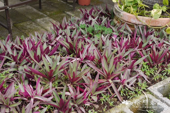 条纹小蚌花Tradescantia spathacea‘Dwarf Variegata’