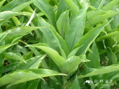 杜若Pollia japonica