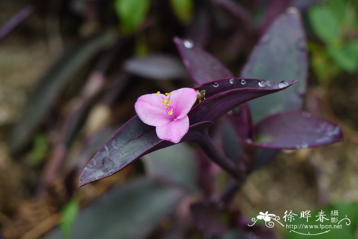 紫锦草Setcreasea purpurea