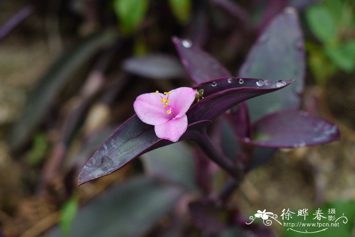 紫锦草Setcreasea purpurea