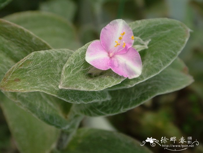 白雪姬Tradescantia sillamontana