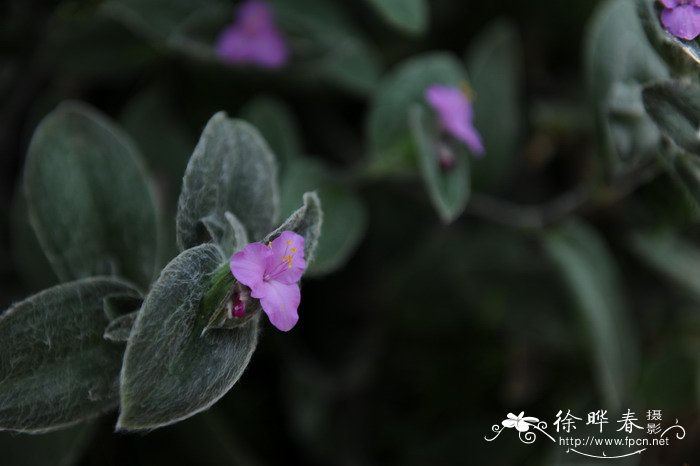 白雪姬Tradescantia sillamontana