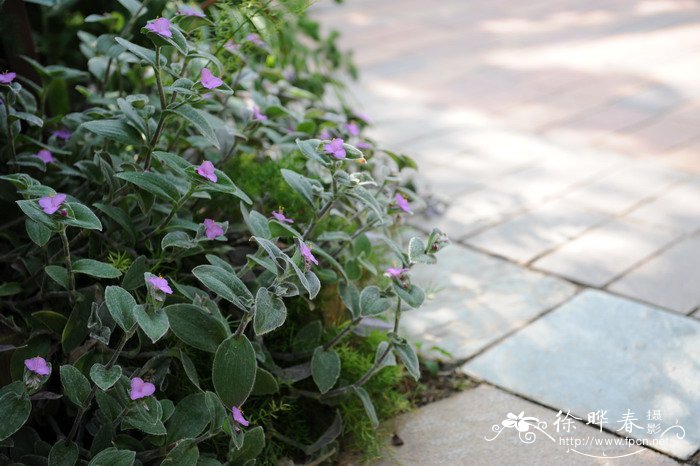 白雪姬Tradescantia sillamontana