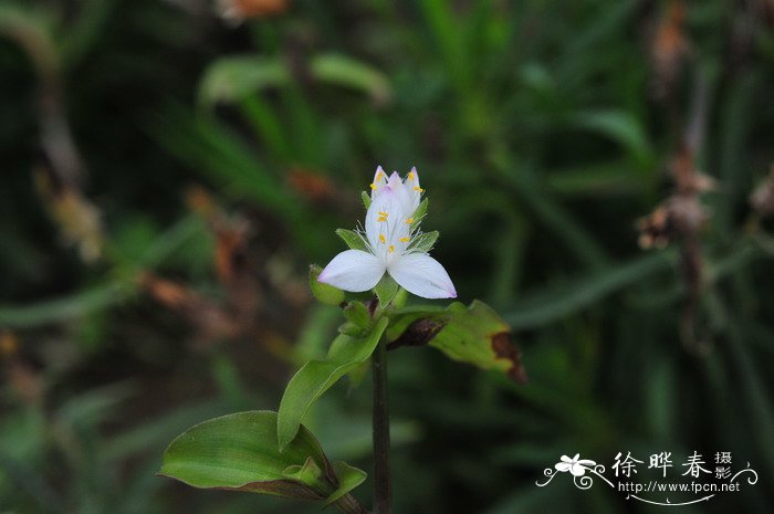 害羞新娘鸭跖草Tradescantia x andersoniana ‘Blushing Bride’