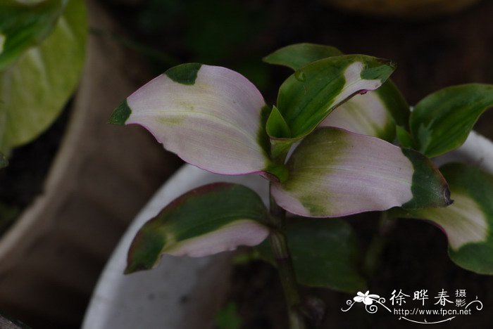 害羞新娘鸭跖草Tradescantia x andersoniana ‘Blushing Bride’