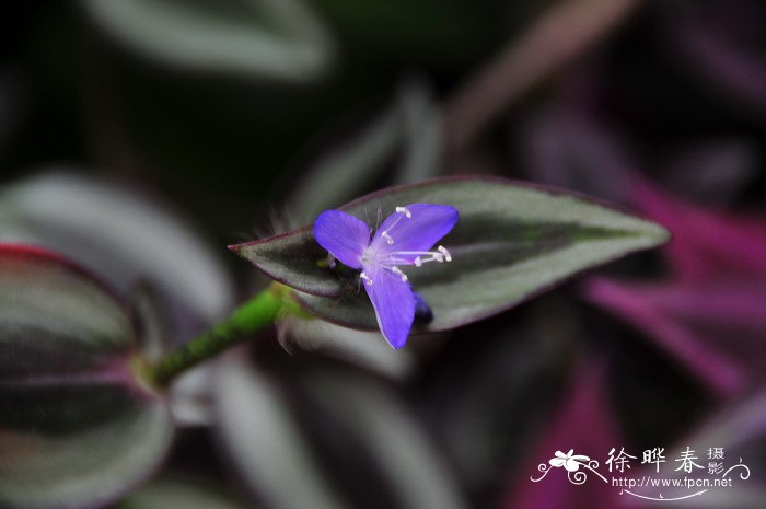 吊竹草Tradescantia zebrina