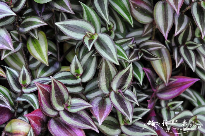 吊竹草Tradescantia zebrina