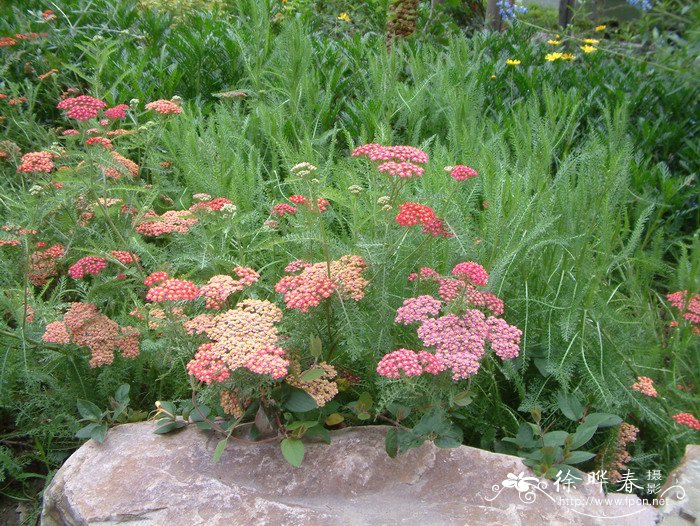 西洋蓍草Achillea millefolium