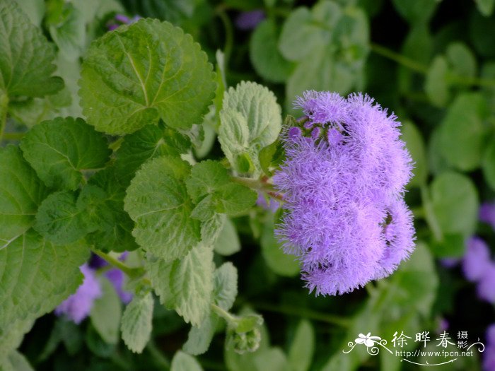 熊耳草Ageratum houstonianum